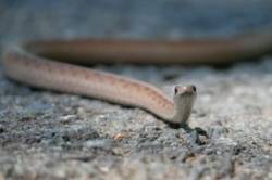 Brown snake Photo: Amy Quist