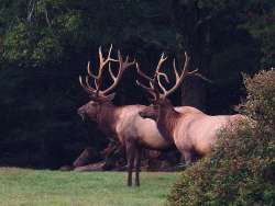 Bull elks Photo: Charlie Schwarz