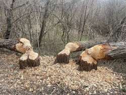 Busy beavers Photo: Jessica Wikle