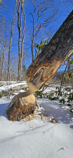 Beaver sculpture Photo: Tammis Coffin