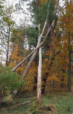 Dead ash Photo: Ross Lanius