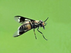 Deer fly Photo: Charlie Schwarz