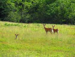 Deer Photo: Nate Rosebrooks