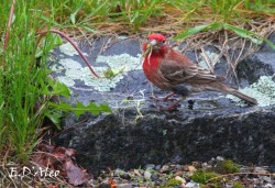 Finch Photo: Eric D'Aleo