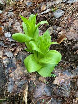 False Hellebores Photo: Toby Kravitz