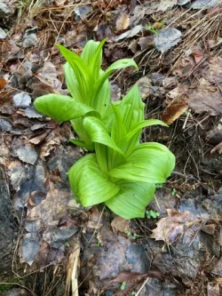 False Hellebores Photo: Toby Kravitz