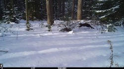 Fisher Running Photo: Geoff FitzGerald