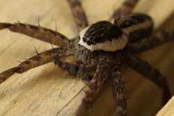 Fishing spider Photo: Paula Jean Schlax