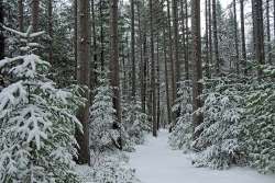 Winter Forest Photo: Page A. Eastman