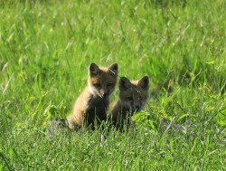 27_FoxKits1.jpg