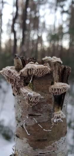 Fungal formation Photo: Susan Lichty