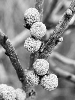 Bayberry fruits Photo: Kirk Gentalen