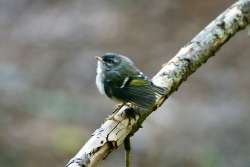 Golden kinglet Photo: Kirk Gentalen