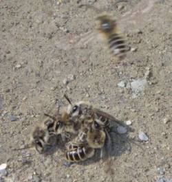 Bees Photo: Frank Kaczmarek