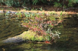 Growth on Log Photo: John Blaser