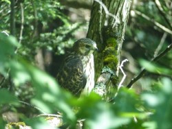 27_hawk_in_green_sm.jpg