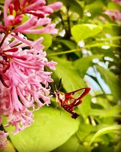 Hummingbird moth Photo: David Harris