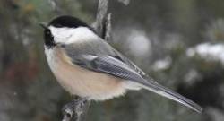 Maine State bird Photo: Lonnie S. Jandreau