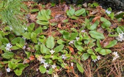 May Flowers Photo: Marcy Stanton