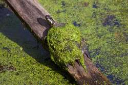 Turtle Photo: Tom Grett