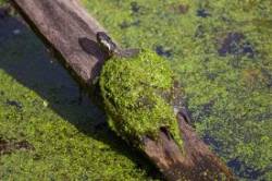 Turtle Photo: Tom Grett