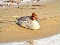 Merganser hen Photo: Louanne Nielsen