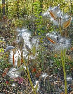 Milkweed pods Photo: Sheri Larsen