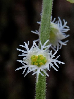 Miterwort Photo: Charlie Schwarz