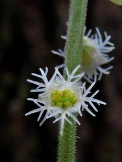 Miterwort Photo: Charlie Schwarz