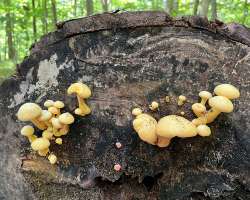 Mushrooms Photo: Sheri Larsen