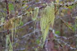 Lichen Photo: Tom Grett