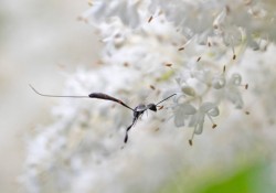 Parasitoid Wasp Photo: Cynthia Crawford