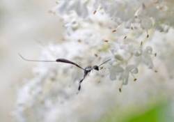 Parasitoid Wasp Photo: Cynthia Crawford