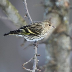 Pine siskin Photo: Jeanette Fournier