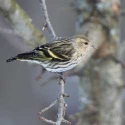 Pine siskin Photo: Jeanette Fournier