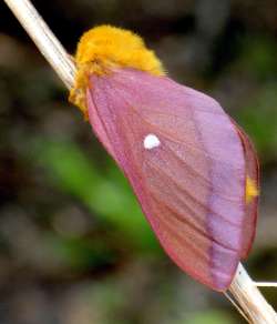 Pink striped oakworm Photo: Frank Kaczmarek