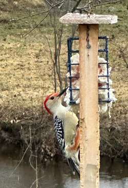 Woodpecker Photo: David Nallett