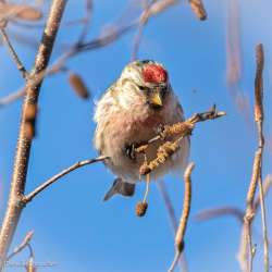 Redpoll Photo: Danielle Durocher