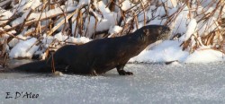 River Otter Photo: Eric D'Aleo