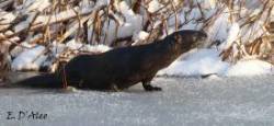 River Otter Photo: Eric D'Aleo