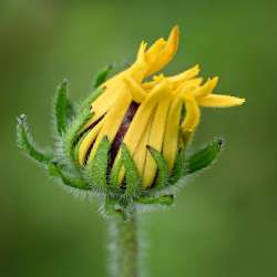 Rudbeckia Photo: Sandy Dannis