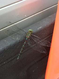 shadow darner Photo: Tim Roper