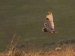 Short eared owl Photo: Charlie Schwarz