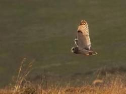 Short eared owl Photo: Charlie Schwarz