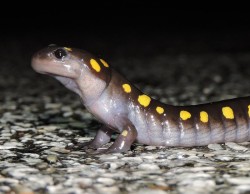 Spotted Salamander Photo: Tami Gingrich