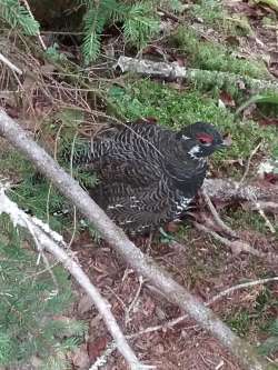 Spruce grouse Photo: Joyce Layne