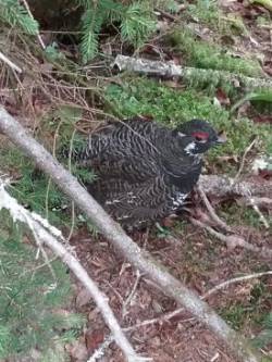 Spruce grouse Photo: Joyce Layne