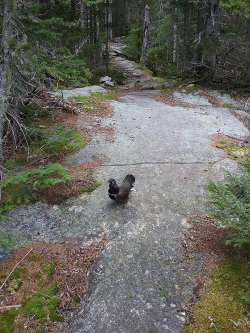 Spruce grouse Photo: Joyce Layne