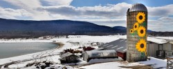 Sunflower silo Photo: Christy Butler