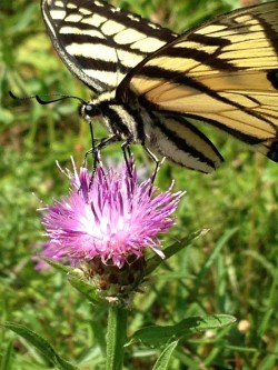 Tiger Swallowtail Photo: Ron Becker